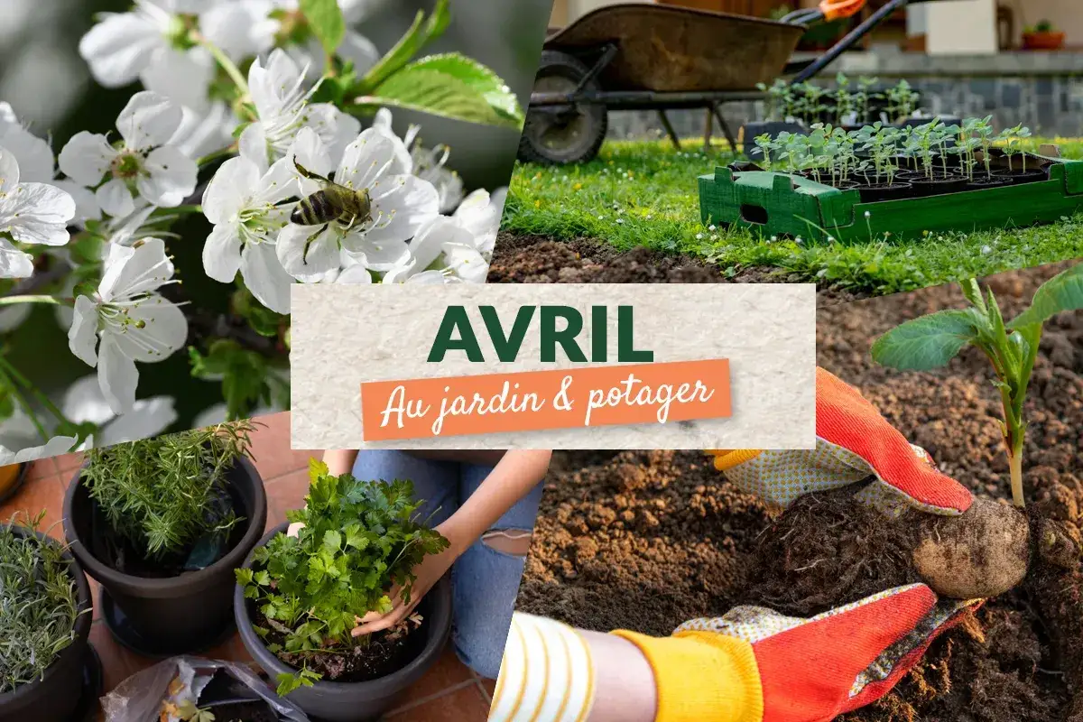 Avril : quoi planter en avril ? Fleurs, semis, repiquage de plants et récolte de pommes de terre.