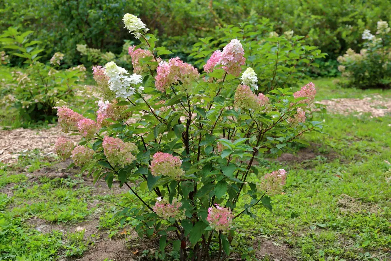 Un arbuste d'hortensia paniculata aux fleurs roses et blanches, en pleine floraison dans un jardin verdoyant.