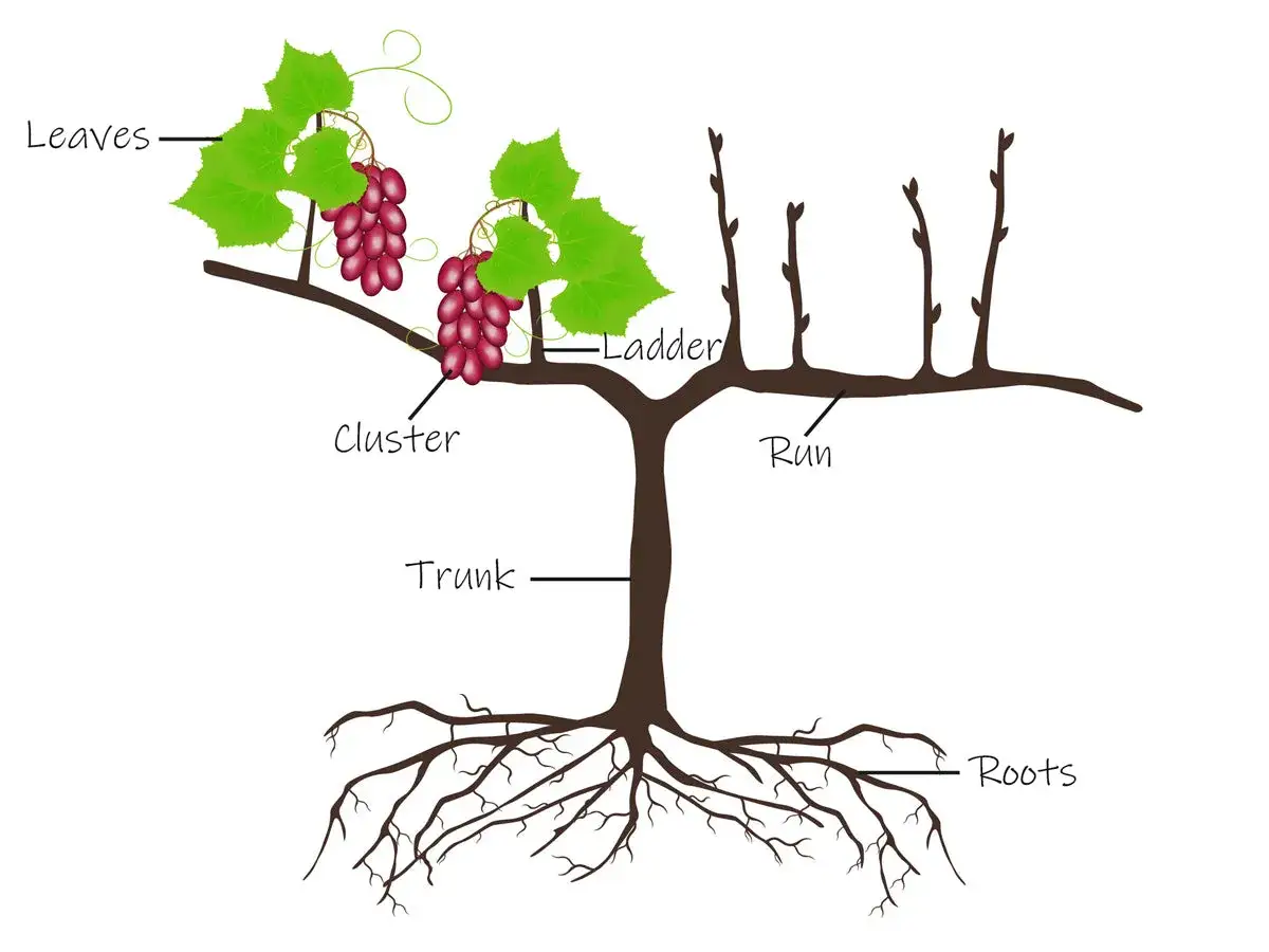 Schéma d'une vigne de raisin de table montrant le tronc, les racines, les feuilles, les grappes et les sarments. Idéal pour comprendre comment tailler une vigne de raisin de table.