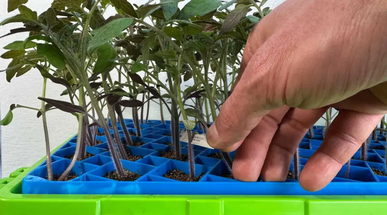 Main d'un jardinier pr&eacute;parant &agrave; greffer des tomates, tenant une petite &eacute;tiquette pr&egrave;s des jeunes plants dans un plateau bleu.