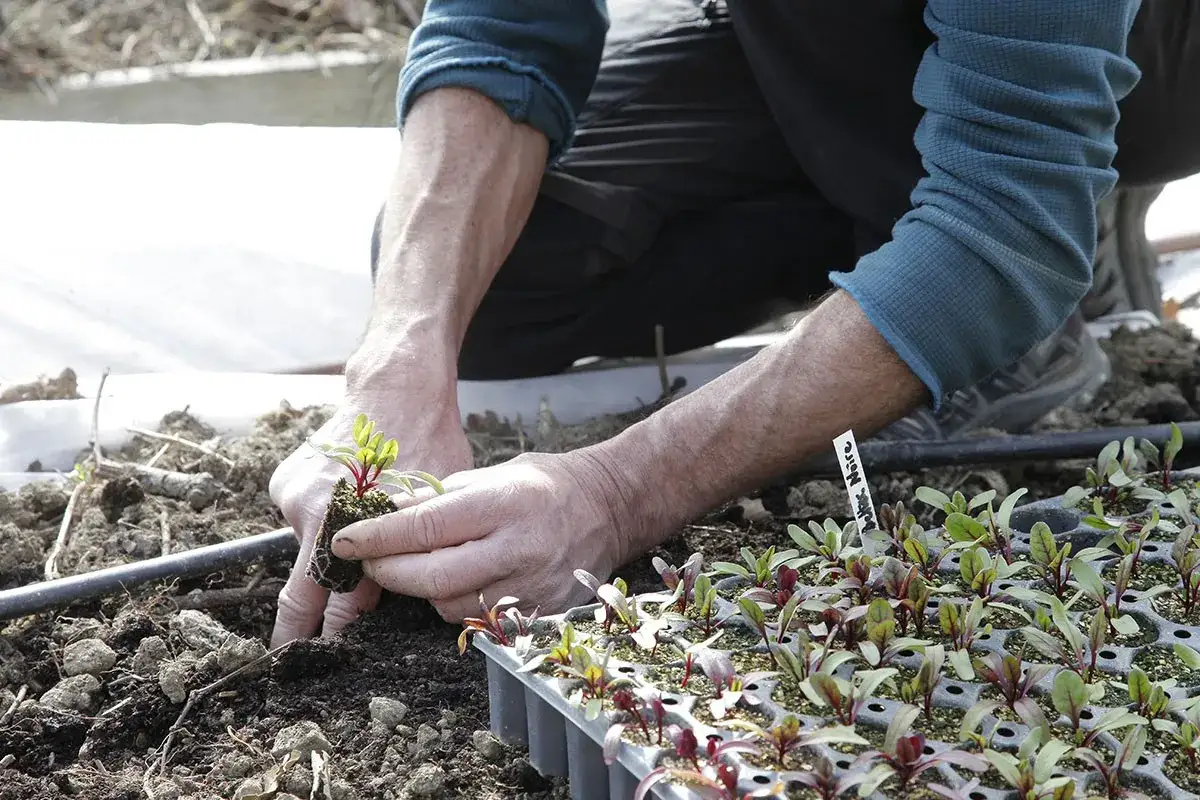 Un jardinier plante des jeunes betteraves rouges. C'est le bon moment pour savoir quand semer les betteraves rouges et commencer votre potager.
