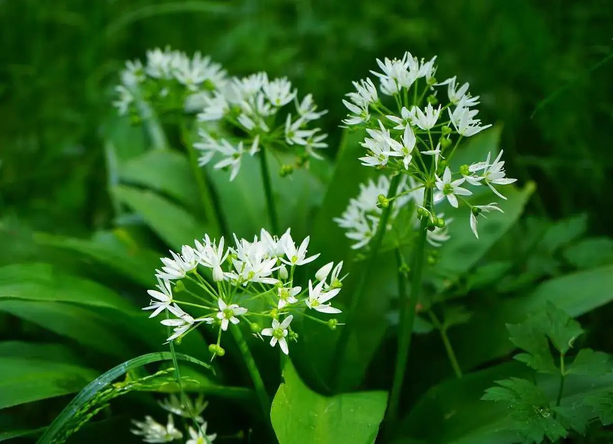 Des fleurs blanches d'ail des ours en pleine nature, prêtes à être cueillies pour conserver leur saveur unique.