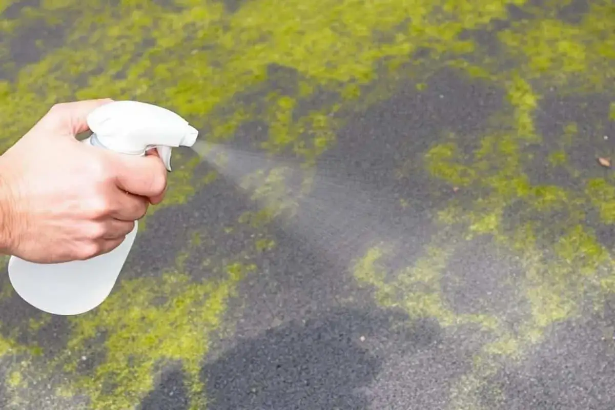 Main tenant utilise du vinaigre blanc pour enlever la mousse sur le goudron.