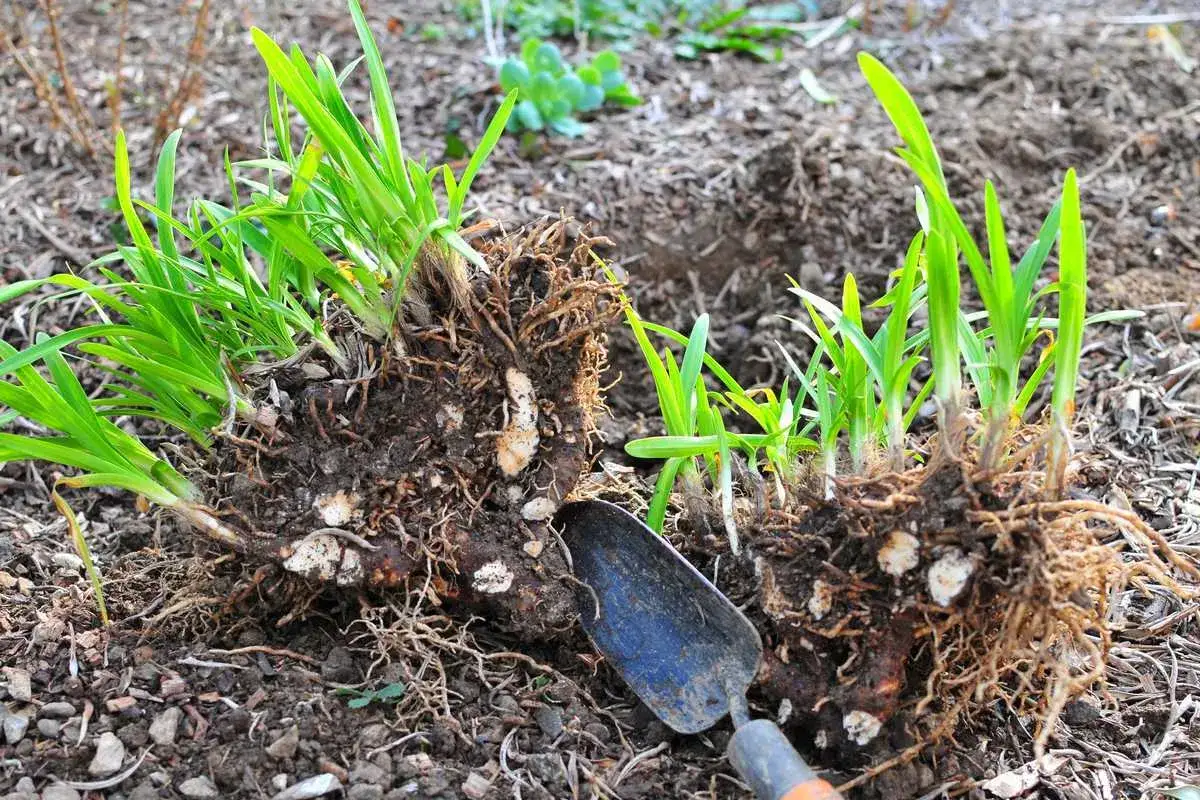 Racines d'agapanthes pr&ecirc;tes &agrave; &ecirc;tre divis&eacute;es, avec une petite pelle &agrave; proximit&eacute;. Le moment id&eacute;al quand diviser les agapanthes pour de nouvelles plantations.