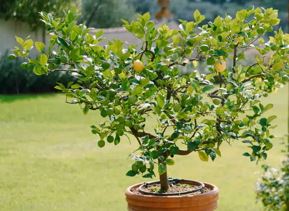 Un citronnier en pot, prêt à tailler, porte de nombreux petits citrons verts et un mûr jaune.
