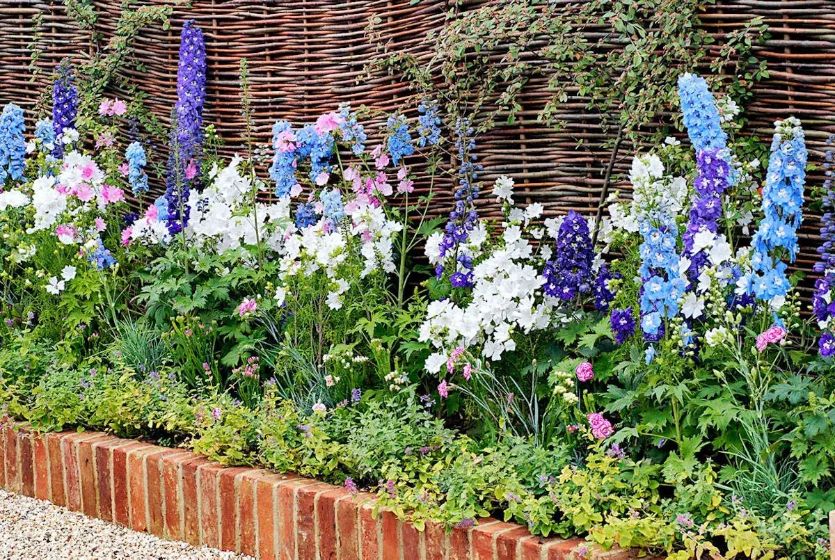 Un parterre de fleurs color&eacute;es, domin&eacute; par de grands pieds d'alouette bleus, blancs et roses, borde une cl&ocirc;ture en osier.