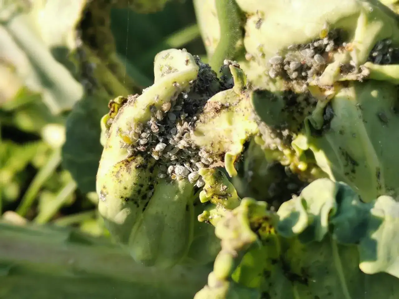 Gros plan sur des pucerons gris et noirs recouvrant une plante verte. Le savon noir est une solution naturelle pour lutter contre le puceron.
