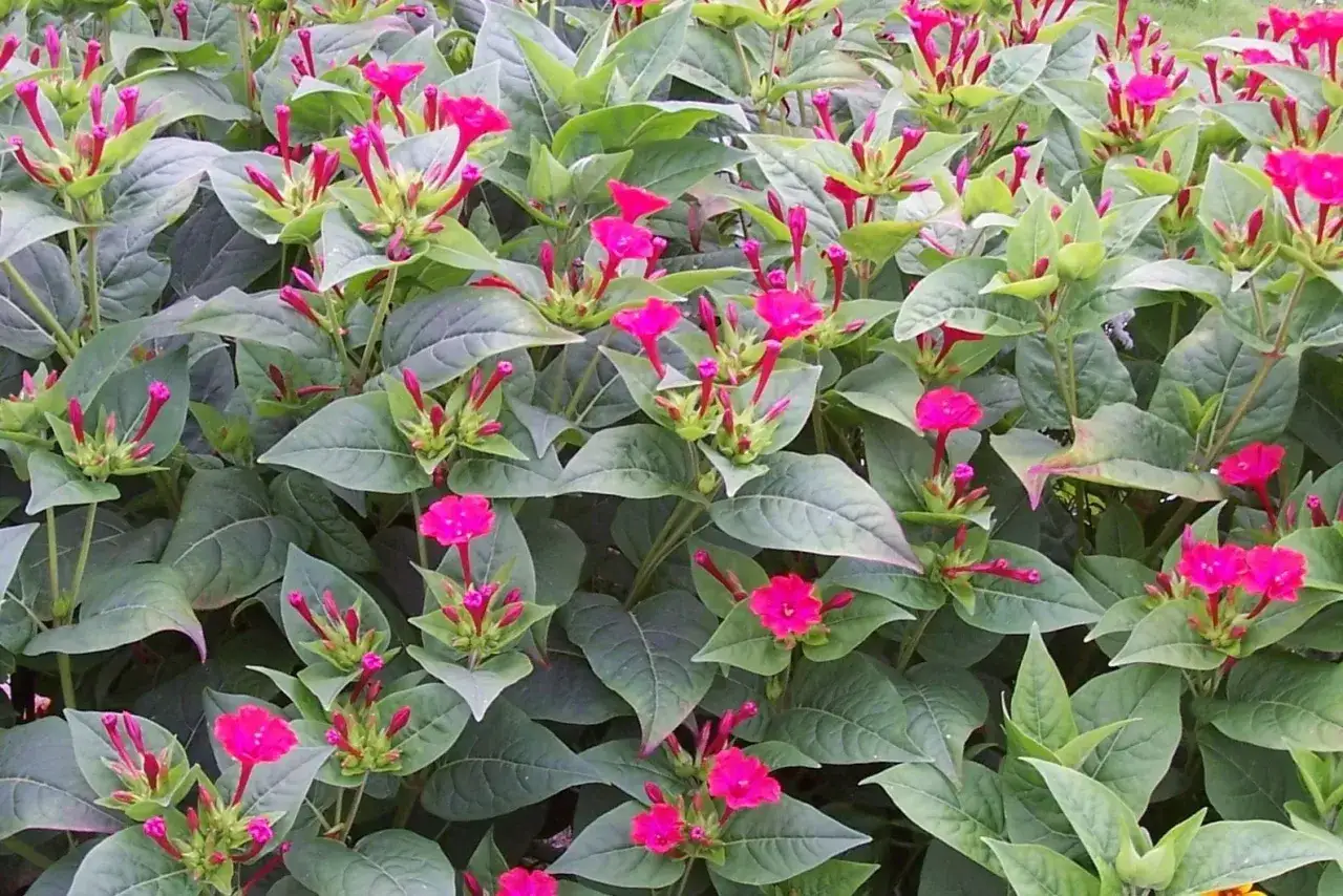 Plante vivace aux fleurs roses éclatantes, elle fleurit de mai à octobre, apportant une touche de couleur joyeuse.
