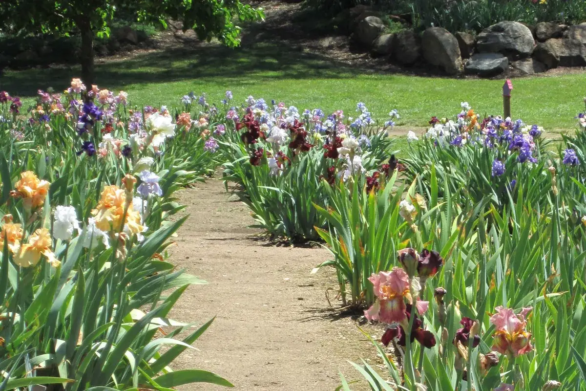 Un chemin serpente &agrave; travers un jardin d'iris multicolores. Quand planter les iris ? En &eacute;t&eacute;, pour des fleurs &eacute;clatantes au printemps.