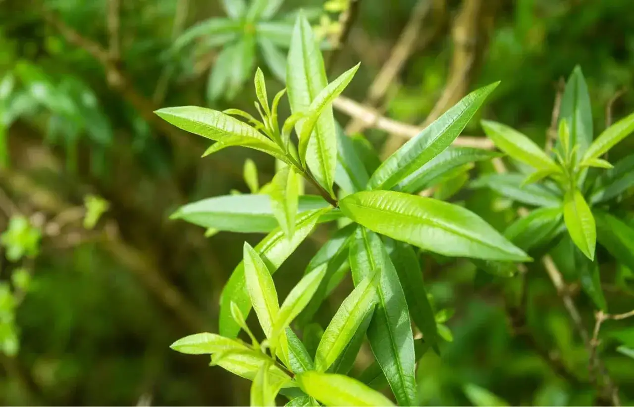 Feuilles vertes et lumineuses de verveine citronnelle, prêtes pour la taille.