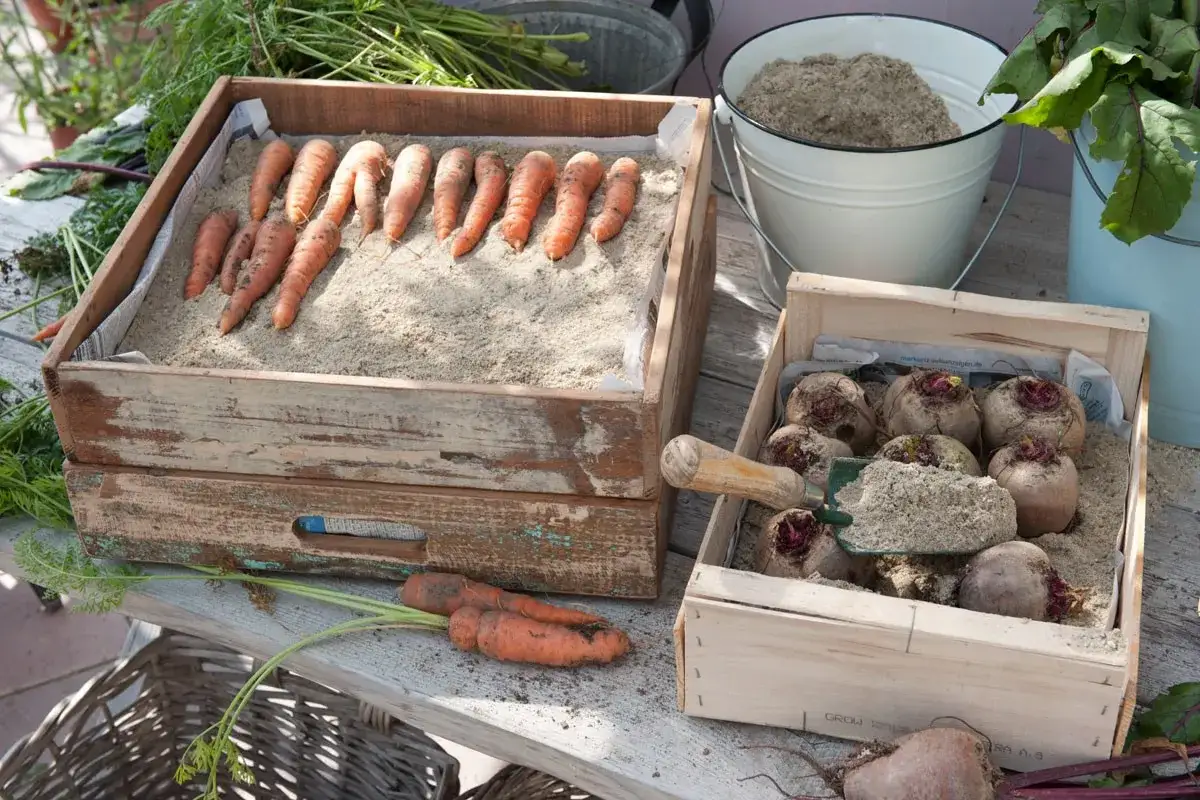 Comment conserver les carottes : des caisses en bois remplies de sable pour les protéger.