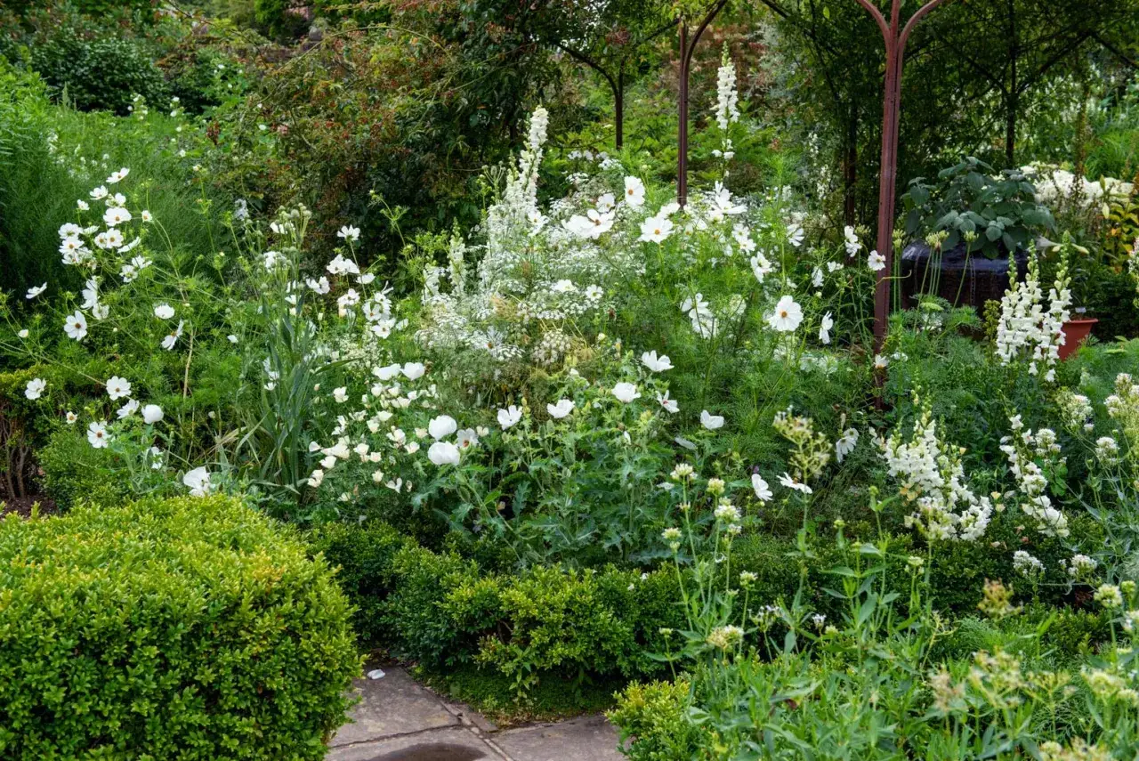 Un jardin luxuriant avec une profusion de plante fleur blanche, des cosmos d&eacute;licats et des digitales &eacute;lanc&eacute;es, cr&eacute;ant un paysage onirique.