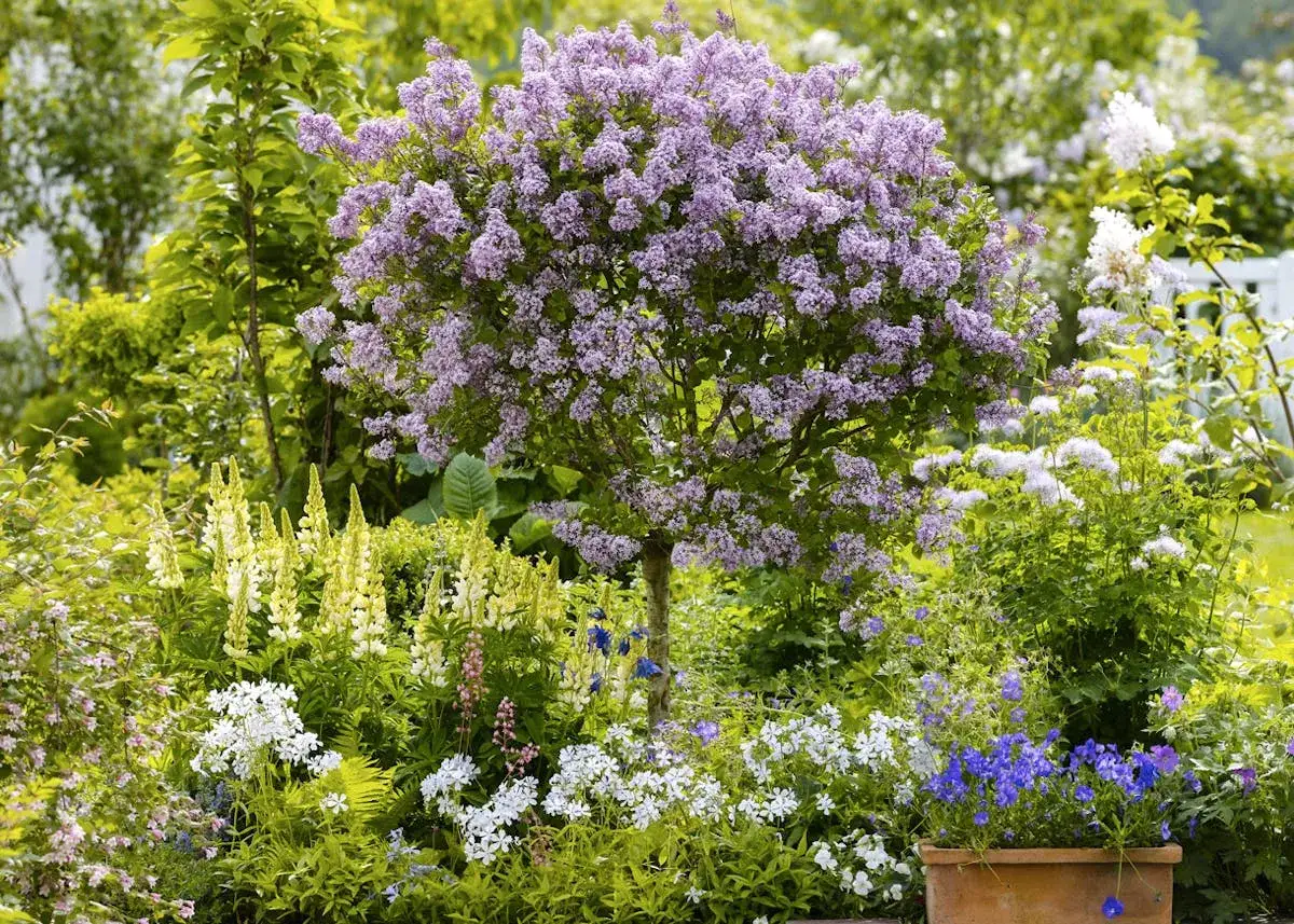 Un lilas en pleine floraison, entouré de lupins jaunes et de fleurs blanches. Idéal pour savoir quand planter un lilas et profiter de ce spectacle.