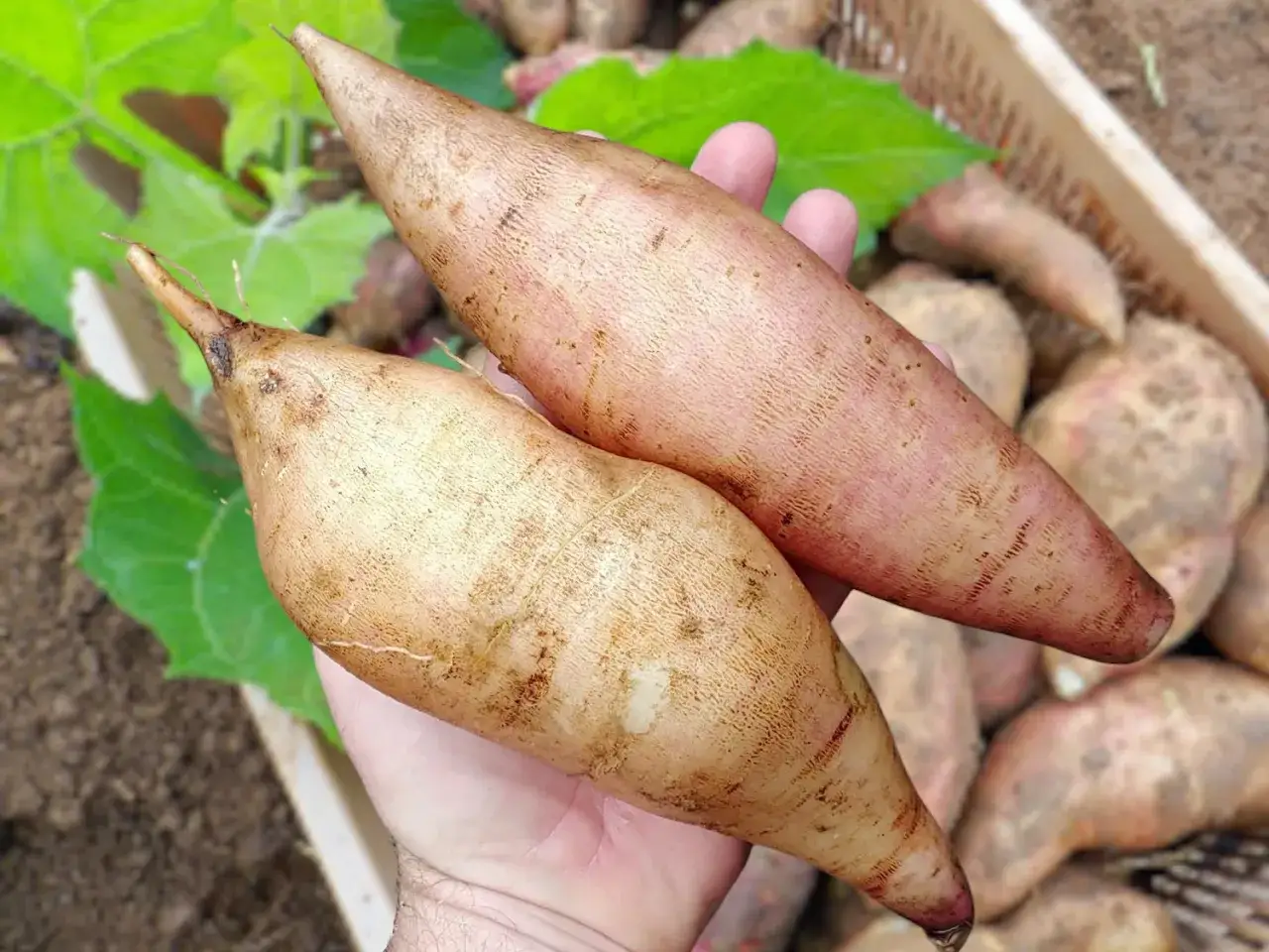 Deux poires de terre, une beige et une rosée, sont tenues dans une main. Elles sont prêtes à être cuisinées.
