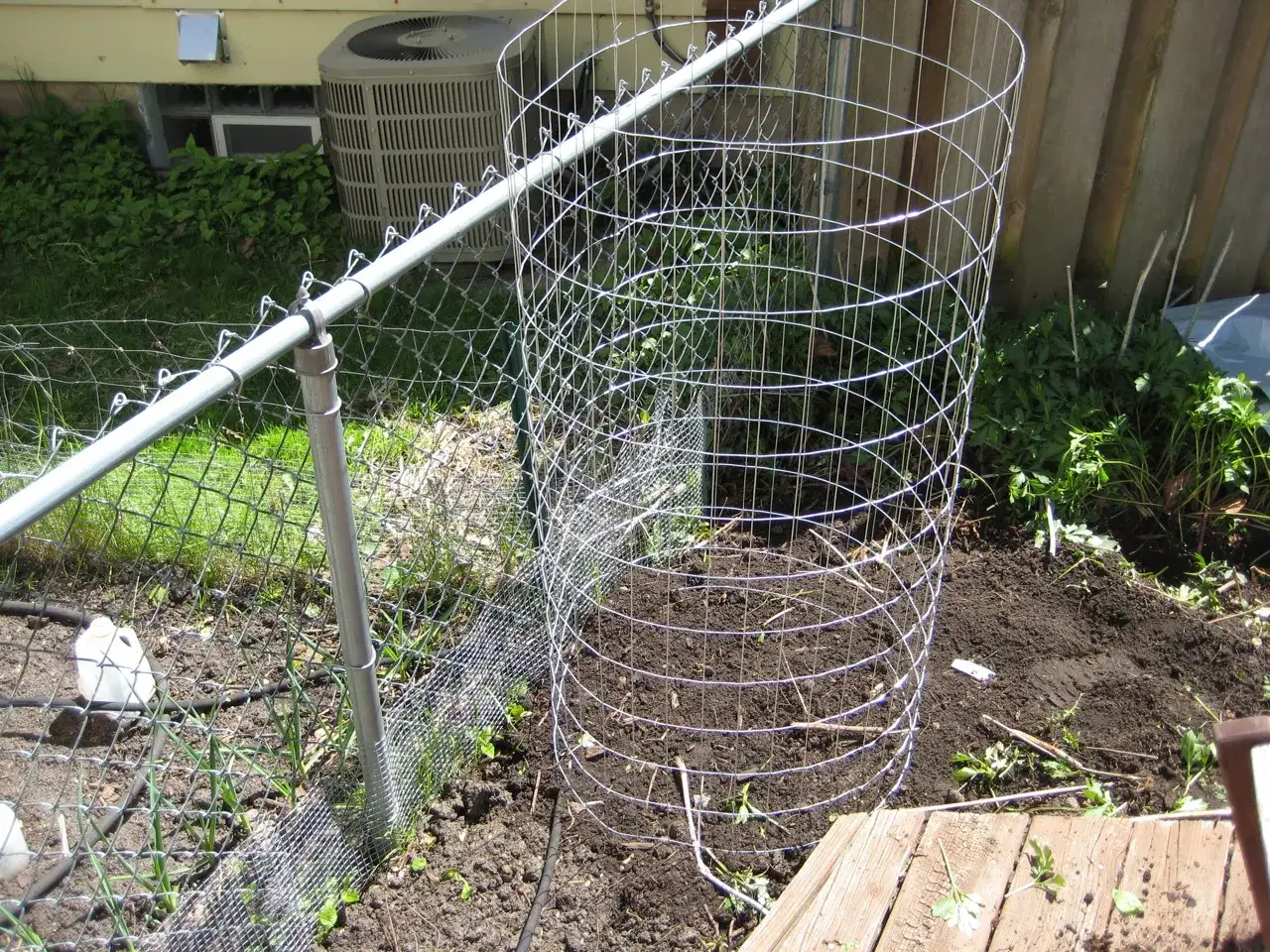 Un cylindre en grillage, une tour à pomme de terre, est installé dans un jardin. Des plants poussent à l'intérieur.