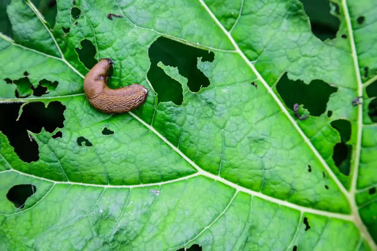 Un limace brun sur une feuille verte trouée, un exemple de dégâts qui nécessitent un anti limace naturel.
