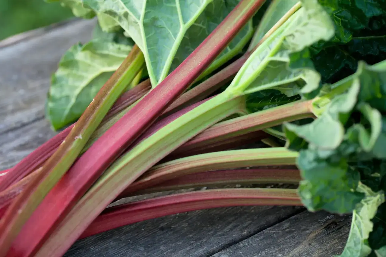 Tiges de rhubarbe rouges et vertes, prêtes à être transformées en un délicieux purin de rhubarbe pour le jardin.