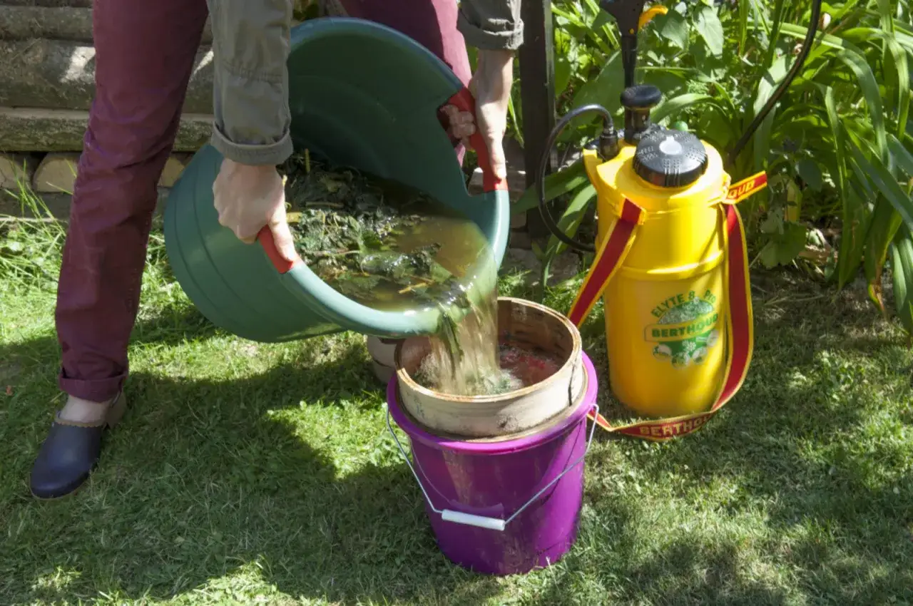 Filtration du purin d'ortie, un engrais naturel mais dont la manipulation peut &ecirc;tre dangereuse. Le liquide verd&acirc;tre est vers&eacute; dans un tamis.
