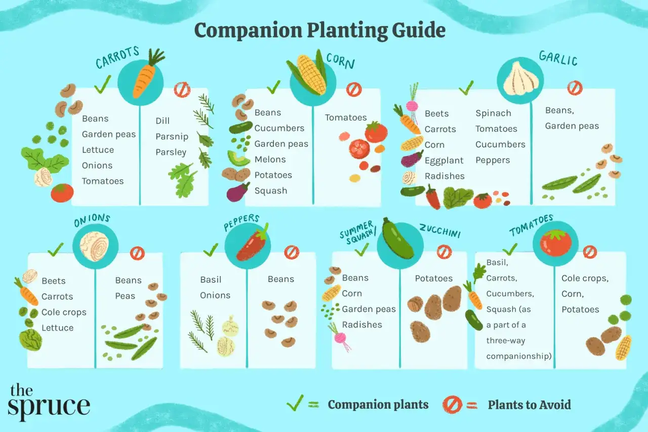 Guide de plantation compagne : que planter à côté des oignons ? Les betteraves, carottes, choux et laitues sont de bons voisins.