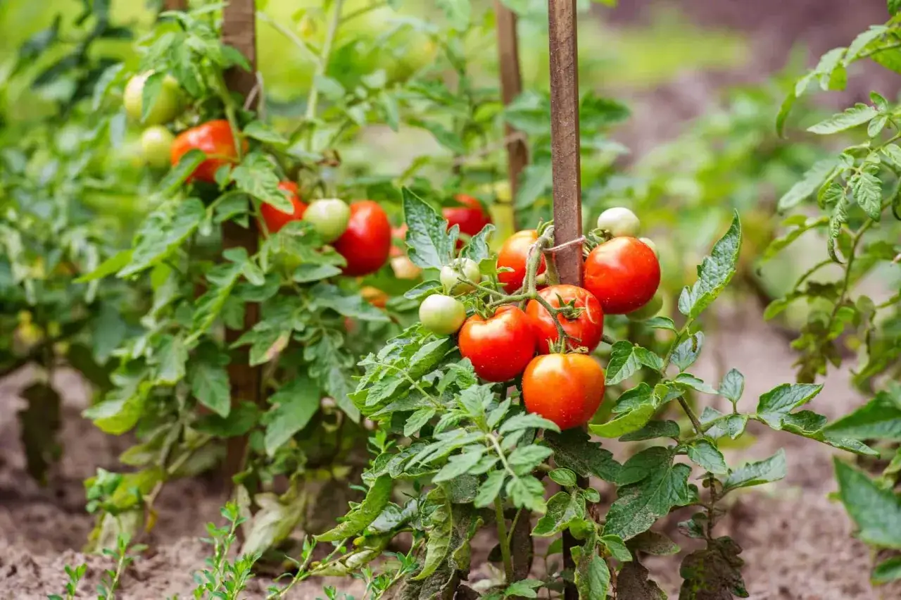 Des tomates rouges et vertes mûrissent sur des plants soutenus par des piquets. Une belle illustration de comment planter des tomates pour une récolte abondante.