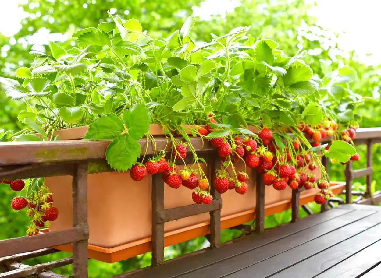 Un fraisier en pot débordant de fraises rouges mûres, prêt à être cueilli sur un balcon.