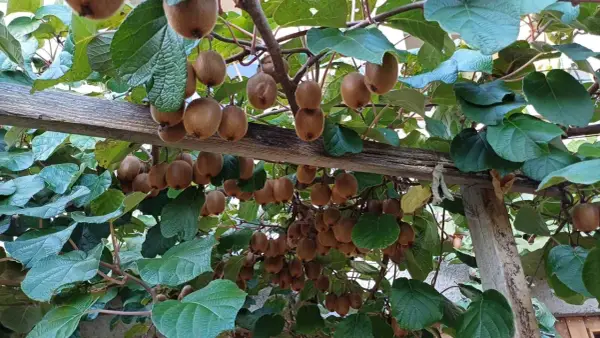 Des kiwis mûrs pendent en grappes sous une pergola en bois. La distance entre kiwi mâle et femelle est difficile à déterminer, mais la nature est généreuse.