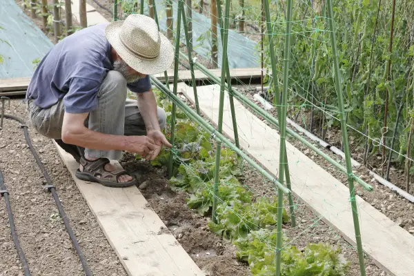 Un jardinier en chapeau de paille plante des graines de haricot à rames, soutenues par une structure verte.