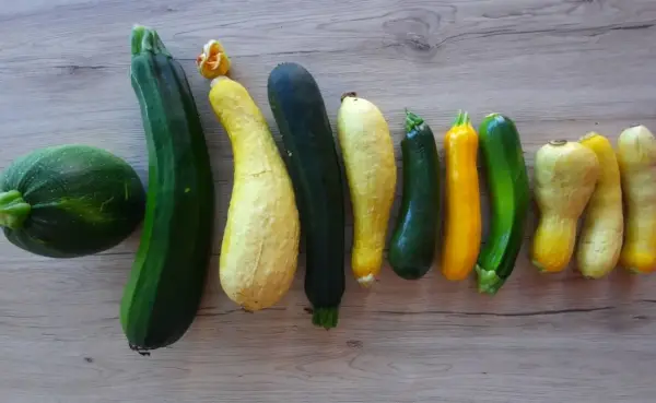 Belle association de courgettes de différentes formes et couleurs, une récolte variée de ce légume du potager.