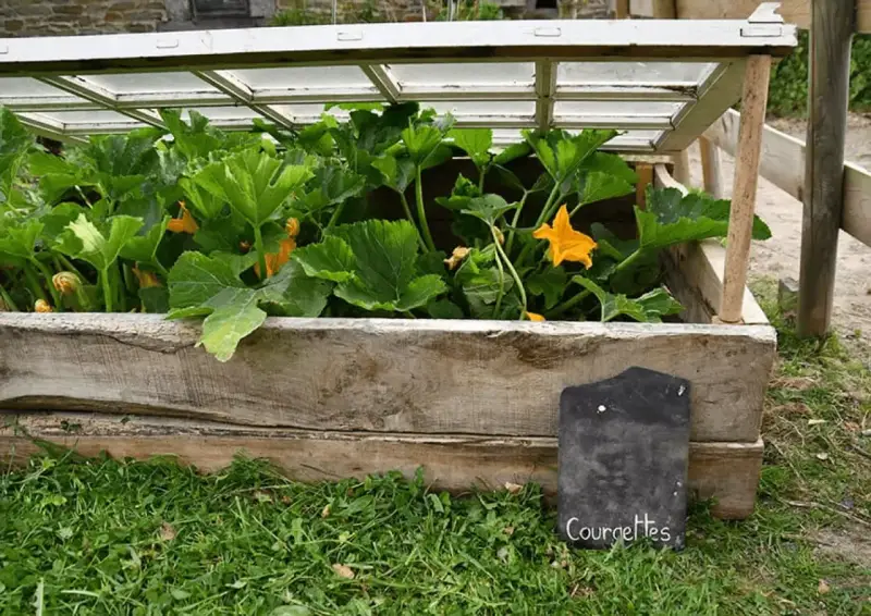 Une serre faite maison pour faire pousser des courgettes, avec un couvercle en verre et des murs en bois recyclé.