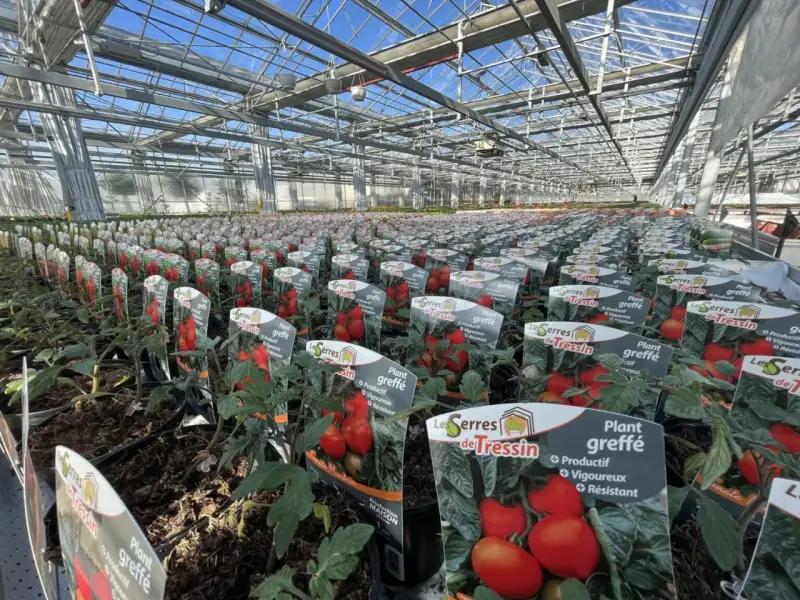 Des rangées de plants de tomates greffés dans une serre, prêts à être vendus.