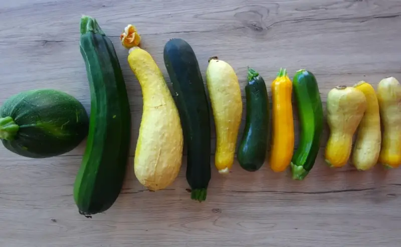 Belle association de courgettes de différentes formes et couleurs, une récolte variée de ce légume du potager.