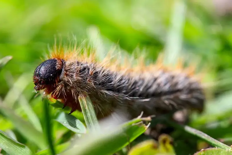 Chenille poilue sur l'herbe. Apprenez comment tuer les chenilles processionnaires pour protéger vos arbres.